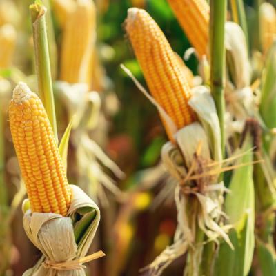 Канадські гібриди кукурудзи зміцнять присутність на ринку України