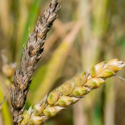 Альтернаріоз пшениці