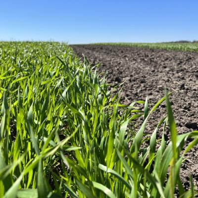 Схеми фунгіцидного захисту для посівів озимої пшениці