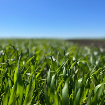 ТОП-10 країн виробників пшениці в 2022/23 МР