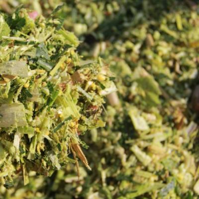 Секрети кукурудзяного успіху: силосна кукурудза без поливу. Запитання для досвідчених 