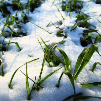 Агрофірма Вікторія збільшила площі під озимою пшеницею