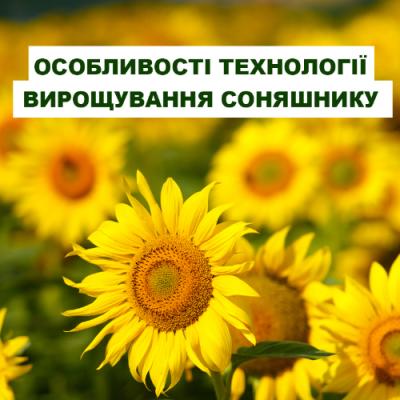 Особливості технології вирощування соняшнику