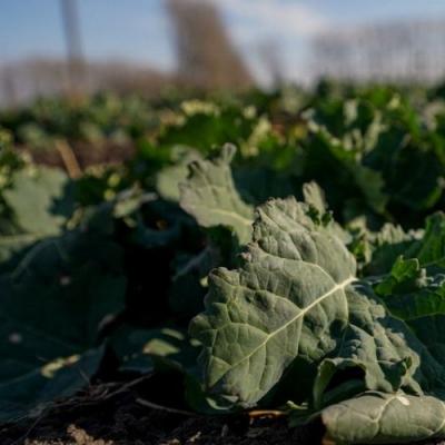 Ознаки азотного голодування фіксують на посівах озимого ріпаку 