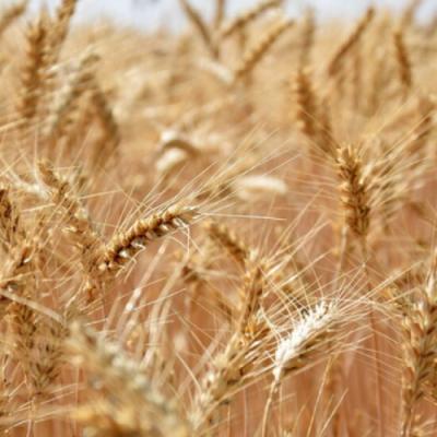 Продовольча чи фуражна: яку пшеницю вигідніше вирощувати