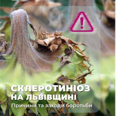 На Львівщині повсюди фіксують небезпечну хворобу соняшнику склеротиніоз