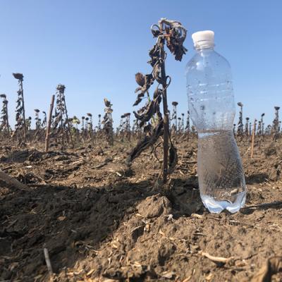 Ані кліматичні, ані економічні умови не сприяють розвитку сої