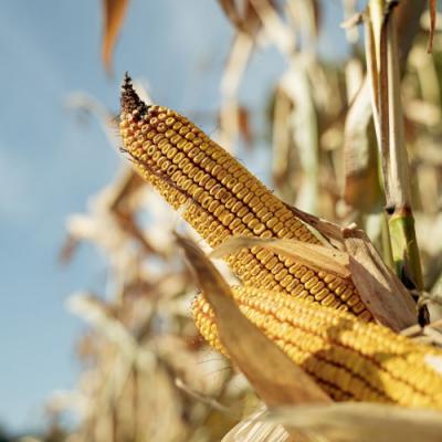 Гібриди кукурудзи ранньої групи виграли в сезоні-2025