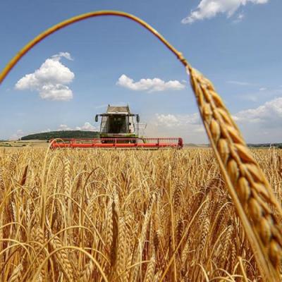 Що робити півдню з весняною посухою: як адаптувати сівозміни та зберегти врожайність