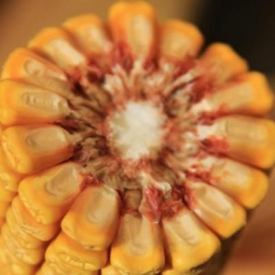 Чому на півдні України обирають саме середньоранні гібриди кукурудзи