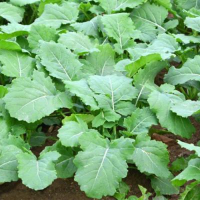 Погодні гойдалки призвели до нестабільного проведення регуляції ростових процесів ріпаку