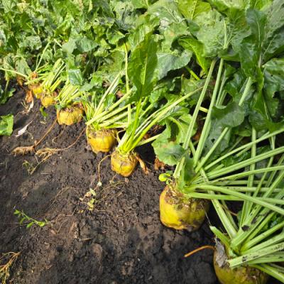 Гібриди для новітніх технологій і кліматичних ризиків: як змінюється селекція цукрових буряків