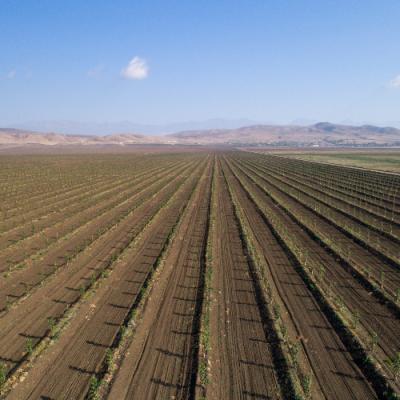 Сівозміною можна нівелювати погодні ризики