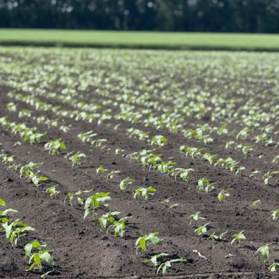 Соняшник у сезоні 2025: хвороби, захист і перспективи на 2026 рік