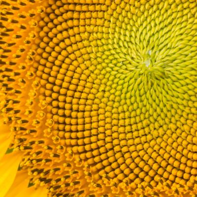 Пластичний гібрид соняшника, який забезпечив пристойну урожайність у посушливих умовах Миколаївщини