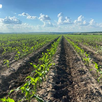 Ґрунтові гербіциди в умовах посухи: чому «менша ефективність» краща за повну її відсутність