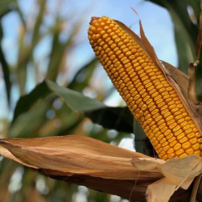 На півдні відмовляються, на заході — додають: яким для кукурудзи буде наступний сезон