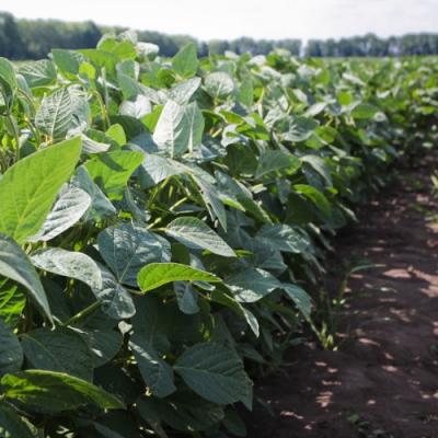 Погодна пастка: через погану перезимівлю озимих аграрії можуть розширити площі під соєю