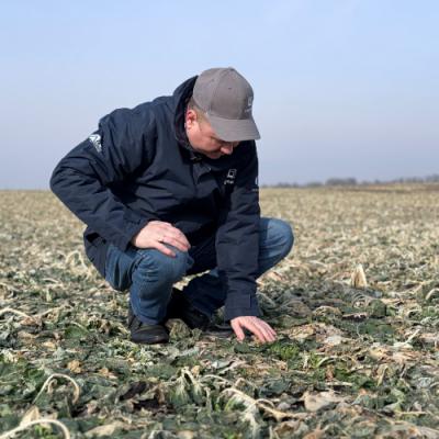 Бактеріоз озимого ріпаку, міф чи реальність