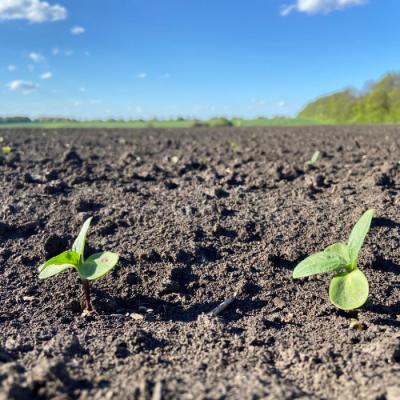 Соняшник на півдні: чи ризикнуть аграрії сіяти культуру цього сезону