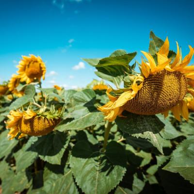 Площі під соняшником в Україні зростуть до 20%