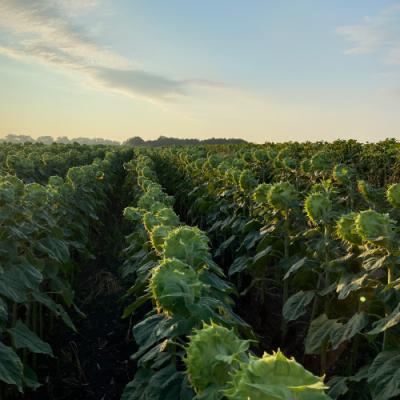 Прогнози захисту соняшнику в сезоні 2026 з урахуванням проблем та досвіду 2025