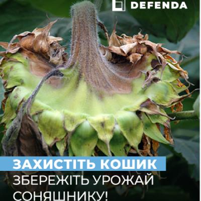 Захистити кошик соняшника від хвороб — які препарати збережуть урожай