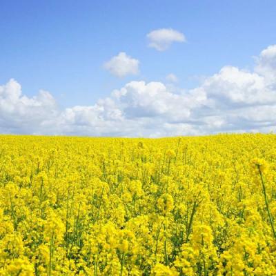 Зі зміною клімату базові підходи до вирощування ріпаку вже не діють