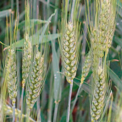 Фунгіцидний захист озимої пшениці від DEFENDA