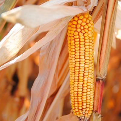 Хвороби кукурудзи: шкодочинність, небезпека, можливості та заходи боротьби