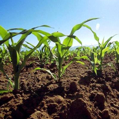 Особливості обробітку ґрунту під кукурудзу
