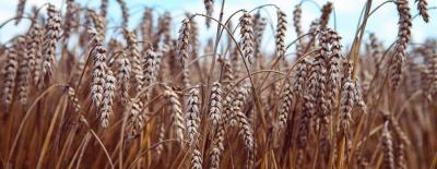 ​LNZ Group засіє 7 тисяч га озимою пшеницею.