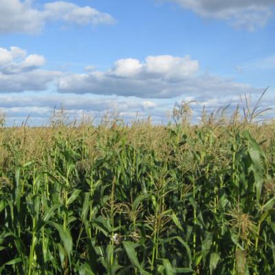 Кукурудза з надможливостями: забезпечити вихід якісного силосу