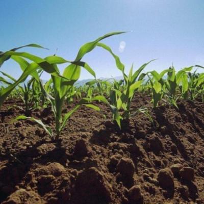  Особливості обробітку ґрунту під кукурудзу