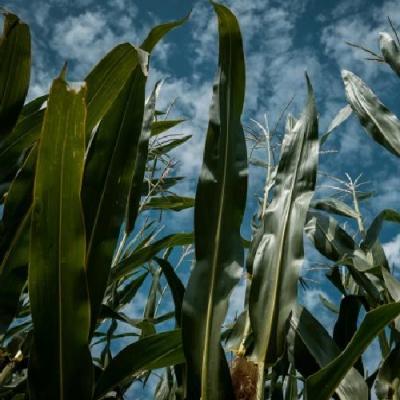 Гібрид силосної кукурудзи UNIVERSEED показав урожайність зеленої маси 62 т/га