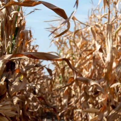 Кукурудза-2020: уроки та висновки зі складного сезону