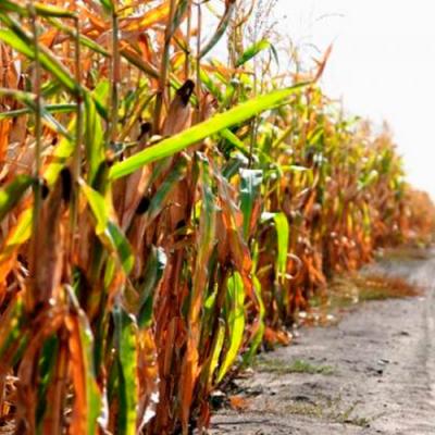 Фахівці визначили фактори впливу на урожайність кукурудзи, соняшнику та пшениці під час LNZ Hub 3.0