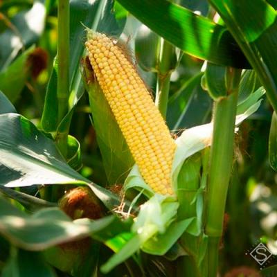 Результати агросезону 2020: Які гібриди кукурудзи показали себе найкраще?
