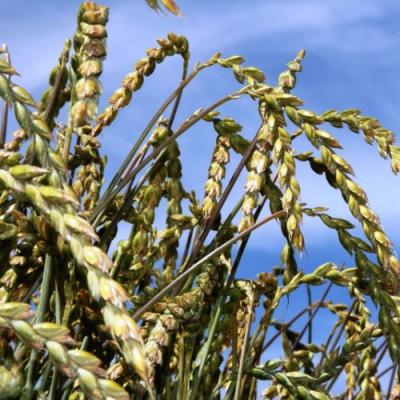 (Не)конкурент пшениці: чи буде Україна масово вирощувати спельту?