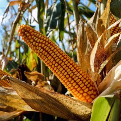 Зібрали кукурудзу DEKALB: збитки, робота комбайна | Агрореаліті