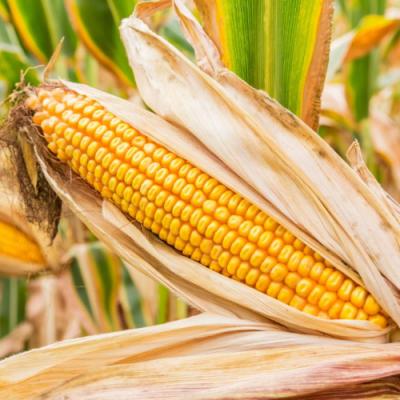 Результати дослідів 2020 гербіцидного захисту, технології сівби соняшнику, кукурудзи та пшениці