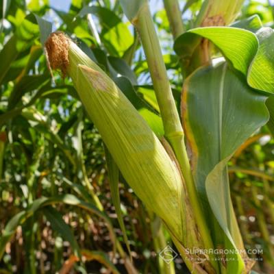 Правила розрахунку норм висіву кукурудзи в різних ґрунтово-кліматичних зонах