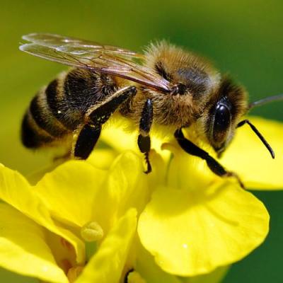Аграріям пропонують ЗЗР, безпечні для бджіл