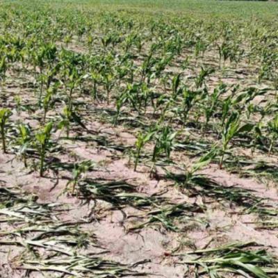 Проливні дощі пошкоджують врожай зернових в Україні