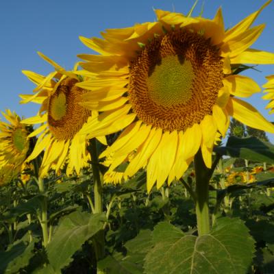 Селекція соняшнику Strube — ваш надійний прибуток