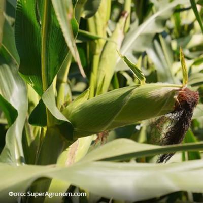 Кукурудза, соняшник, пшениця: усі практичні аспекти вирощування — в одному хабі