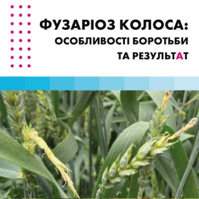 Фузаріоз колоса пшениці в сезоні 2021