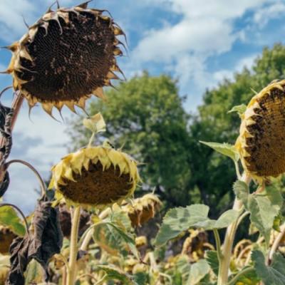 Найвища врожайність соняшника в умовах посухи 
