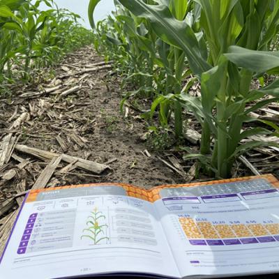 Кукурудза по no-till: особливості технології вирощування