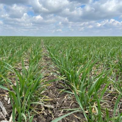 Акценти вирощування пшениці. Головні фактори ефективності